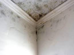 Best Emergency Mold Remediation  in Boca Raton, FL