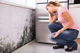 Best Air Quality Testing for Mold Spores  in Boca Raton, FL